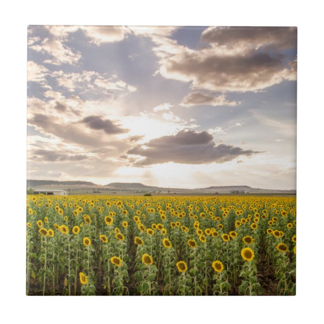 Carreau Tournesols au coucher du soleil (Devant)