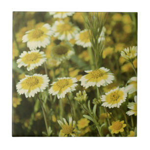 Carreau Tournesols jaunes et blancs fleur sauvage