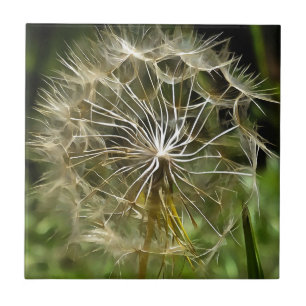 Carreau Tragopogon Fleur sauvage Salsify Nature Loisirs Ar