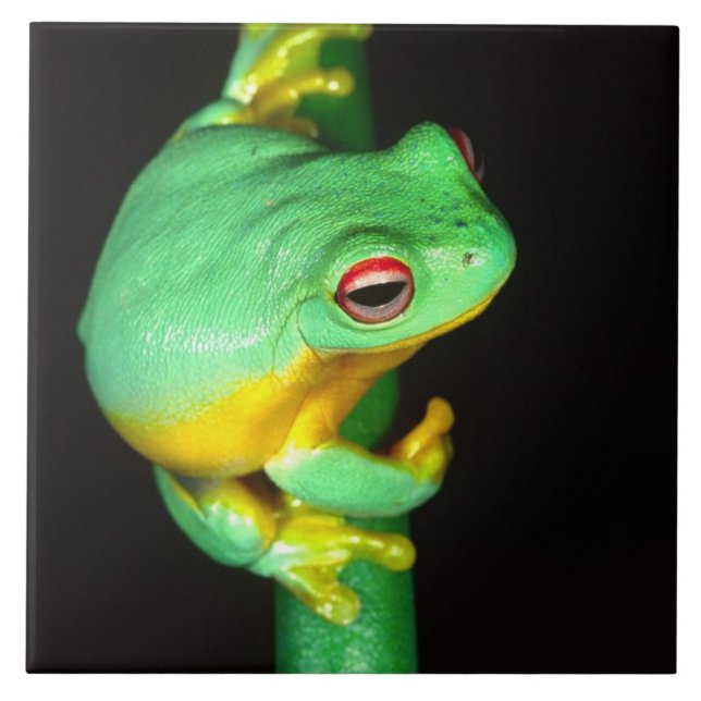 Carreau Treefrog de l'oeil rouge australien, Litoria chlor (Devant)