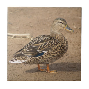 Carreau Trépied femelle de tuile de canard de Mallard