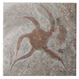 Carreau Trépied fossile de tuile d'étoiles de mer