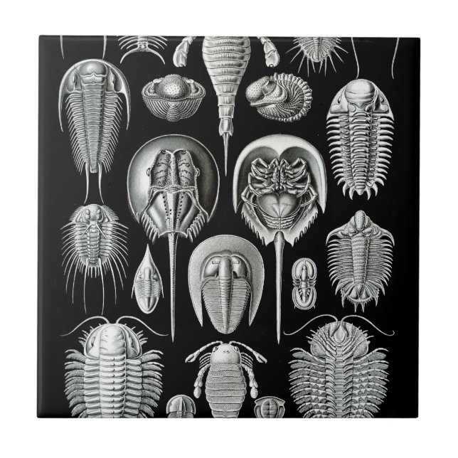 Carreau Trilobites et fossiles en noir et blanc (Devant)