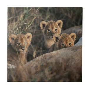 Carreau Trio des petits Lion de six semaines assis