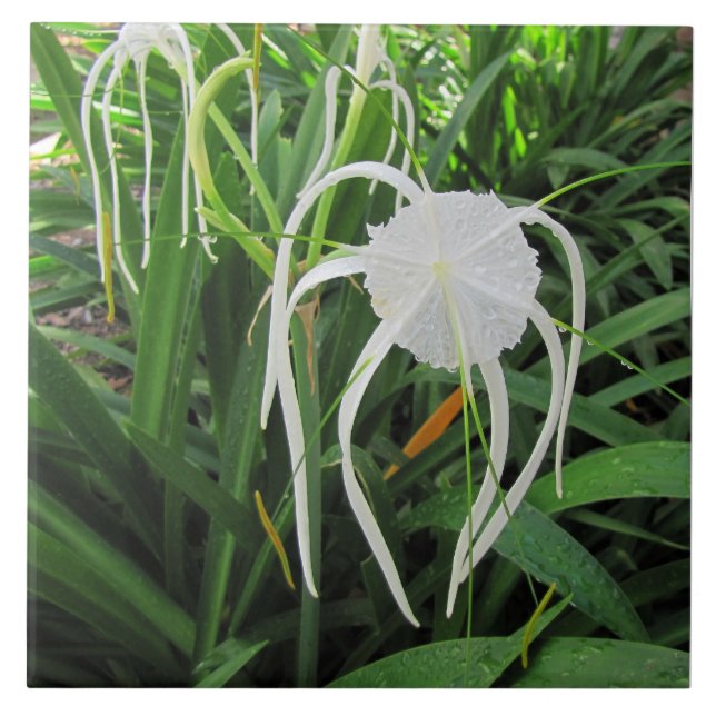 Carreau Trivet en céramique marécage Lily 6 x6 (Devant)