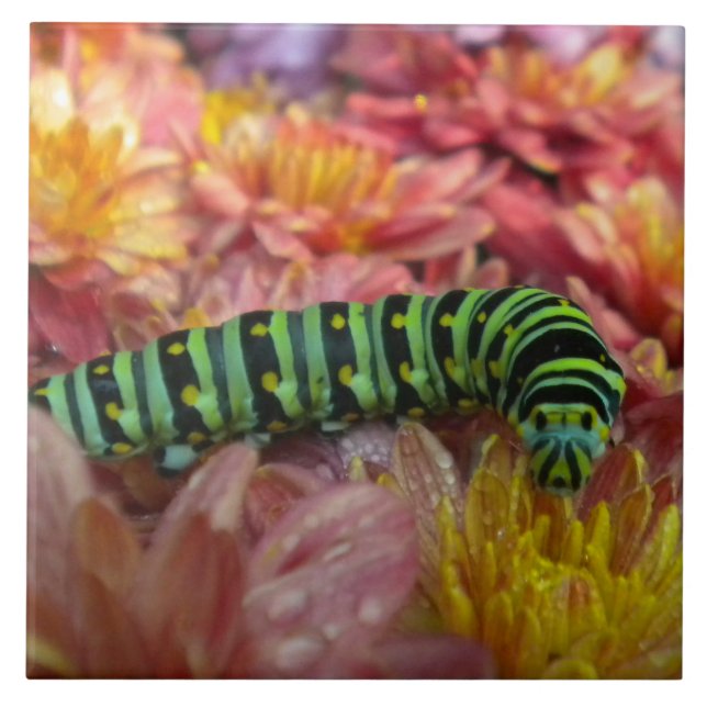 Carreau Trivet en tuile Nosy Caterpillar (Devant)