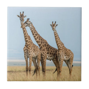 Carreau Trois girafes en pose