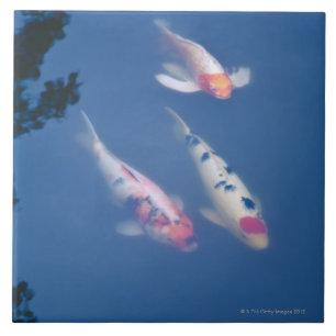 Carreau Trois poissons japonais de koi dans l'étang