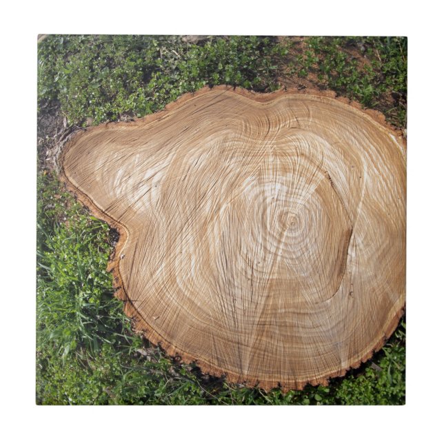 Carreau Tronçon d'arbre frais de coupe (Devant)