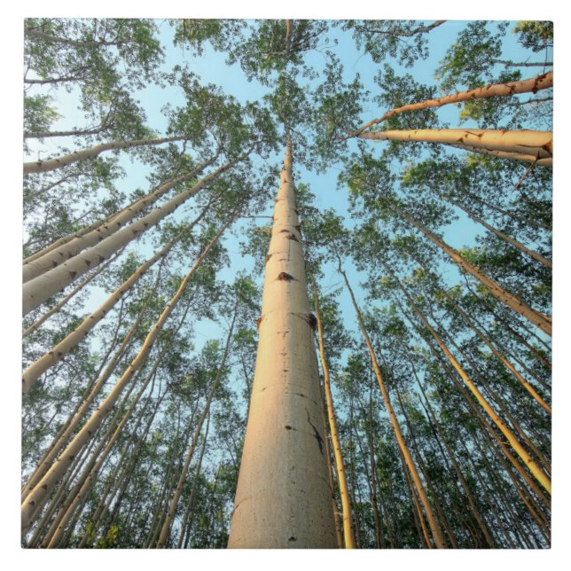 Carreau Troncs Et Feuilles D'Aspen, Yukon (Devant)