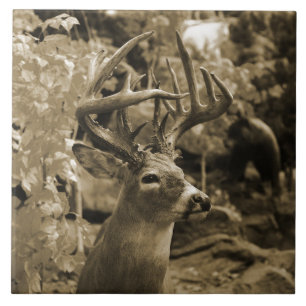 Carreau Trophy deer
