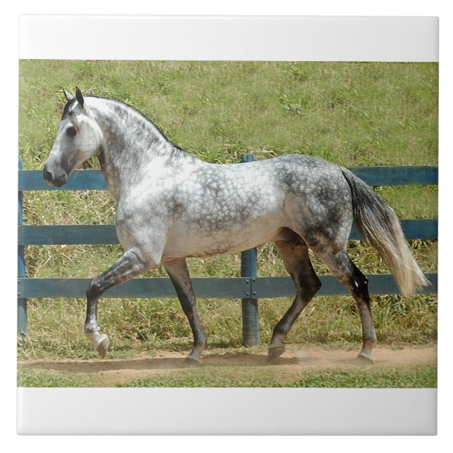 Carreau Trot andalou d'étalon (Devant)