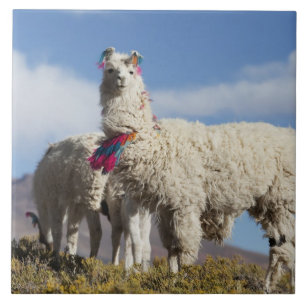 Carreau Troupeau de lamas décorés dans la Puna, montagnes 