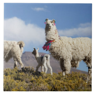 Carreau Troupeau de lamas décorés dans la Puna, montagnes 