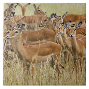 Carreau Troupeau d'impalas femelles, Masai Mara, Kenya.