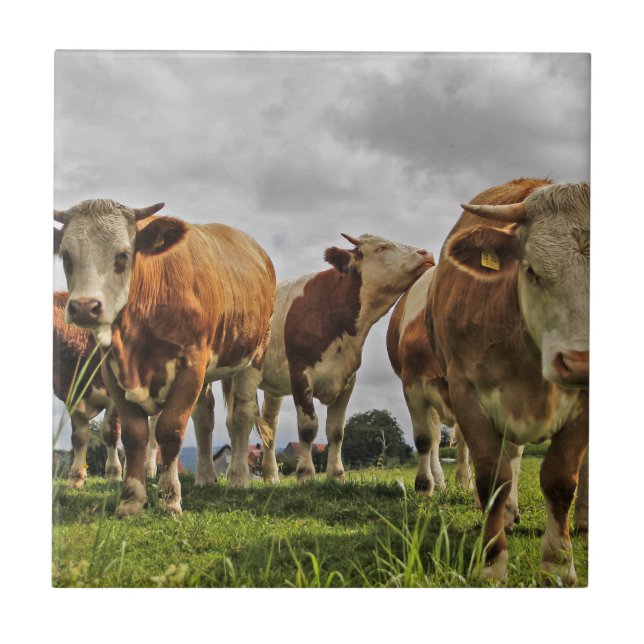 Carreau Troupeau drôle de vaches dans le pâturage (Devant)