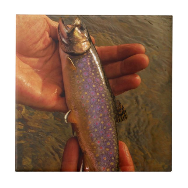 Carreau Trout à Hands (Devant)