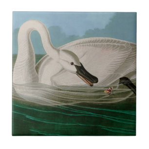 Carreau Trumpeter Swan Birds of America Audubon Imprimer