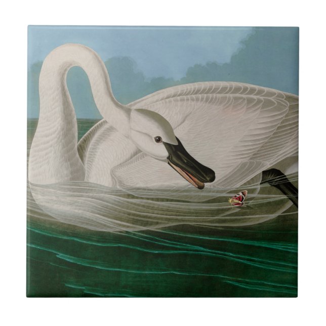 Carreau Trumpeter Swan Birds of America Audubon Print (Devant)