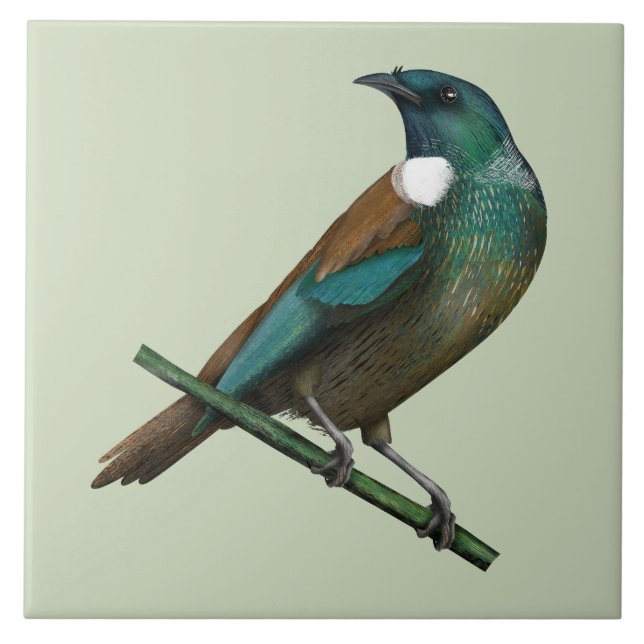 Carreau Tui New Zealands Bird (Devant)