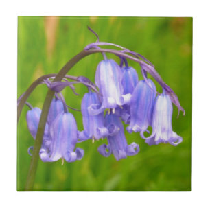 Carreau Tuile anglaise de fleur de jacinthe des bois