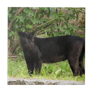 Carreau Tuile arpentante de panthère