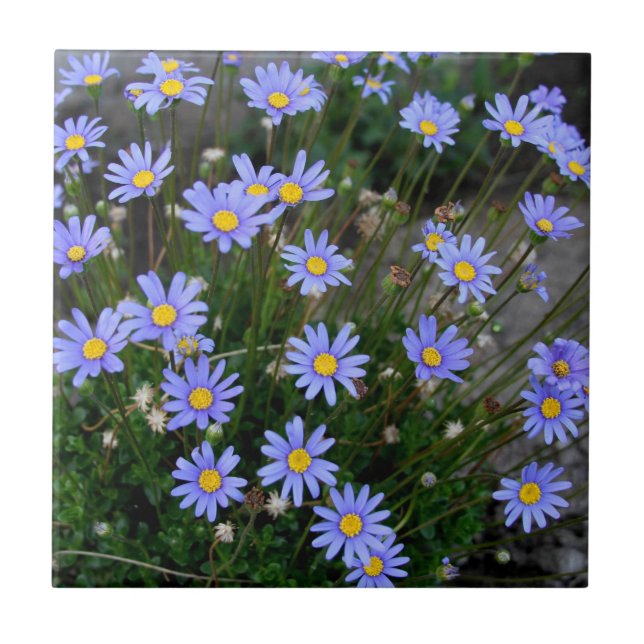Carreau Tuile avec des fleurs de marguerite des prés bleue (Devant)