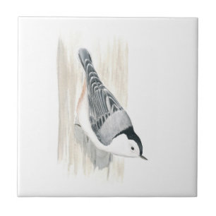Carreau Tuile Blanche-breasted de sittelle