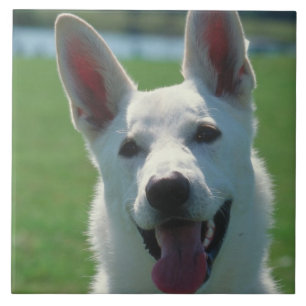 Carreau Tuile blanche de chien de berger allemand