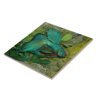 Carreau Tuile bleue de poissons de Betta