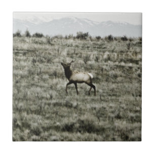 Carreau Tuile Bull Elk P2800