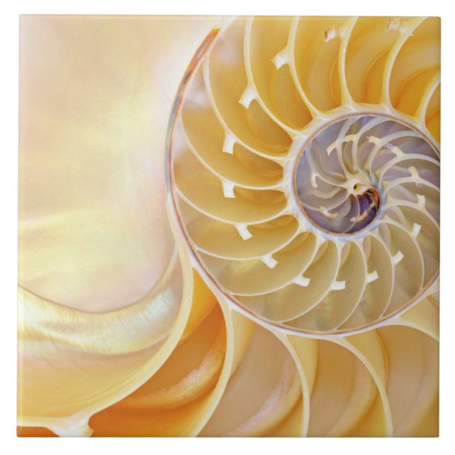 Carreau Tuile céramique Nautilus (Devant)