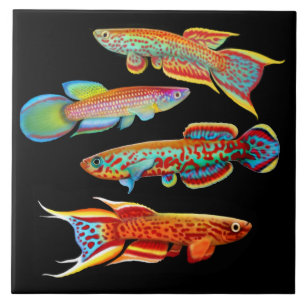 Carreau Tuile colorée de Killifish