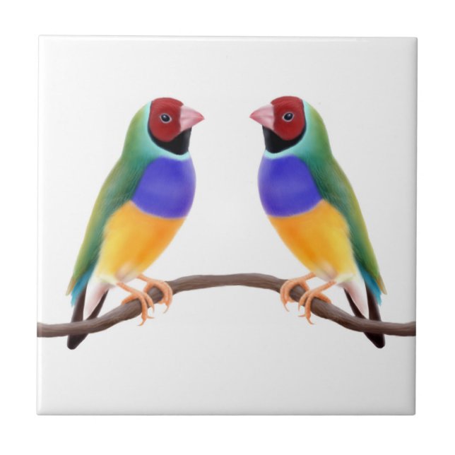 Carreau Tuile d'amis de pinson de Gouldian (Devant)