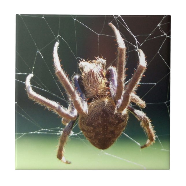 Carreau Tuile d'araignée de tisserand de globe de jardin (Devant)