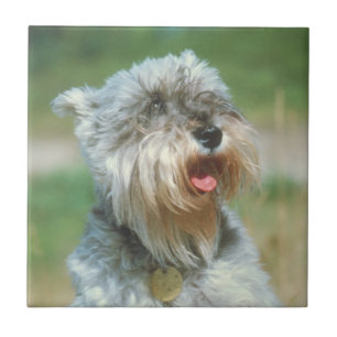Carreau Tuile d'argent de Schnauzer miniature