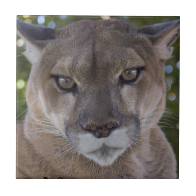 Carreau Tuile d'attaque de puma (Devant)