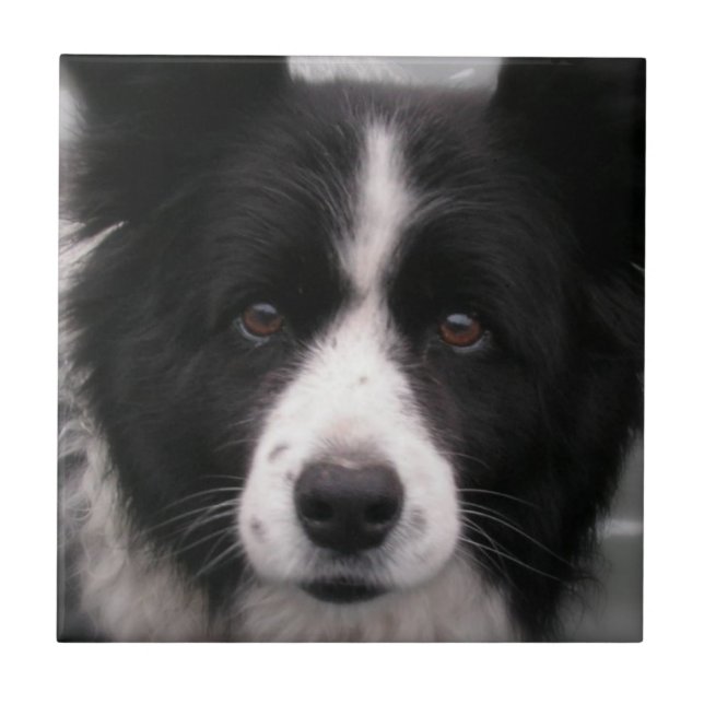 Carreau Tuile de border collie (Devant)
