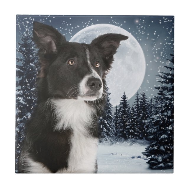 Carreau Tuile de border collie (Devant)