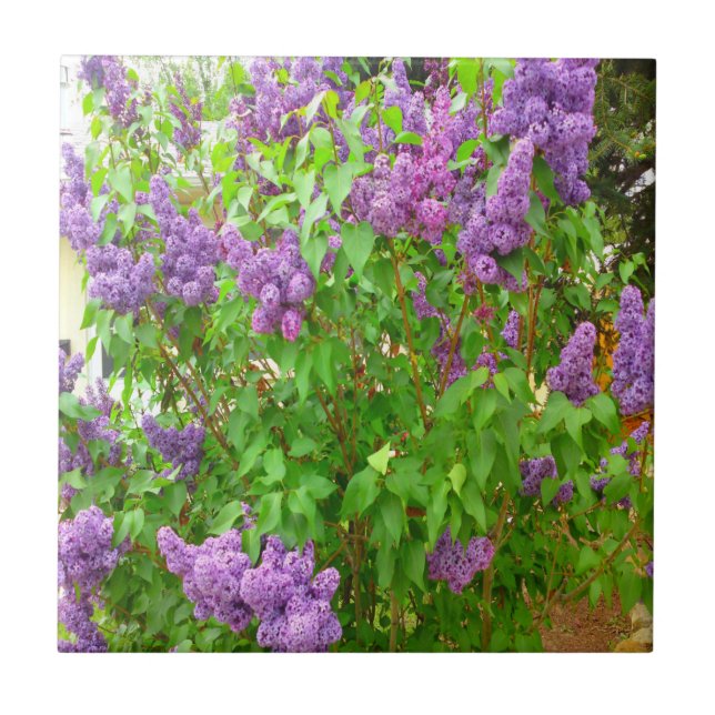 Carreau Tuile de Bush lilas (Devant)