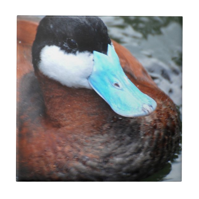 Carreau Tuile de canard affichée par bleu (Devant)