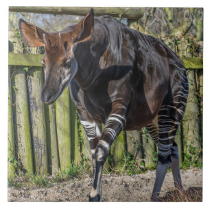 Carreau Tuile de céramique okapi