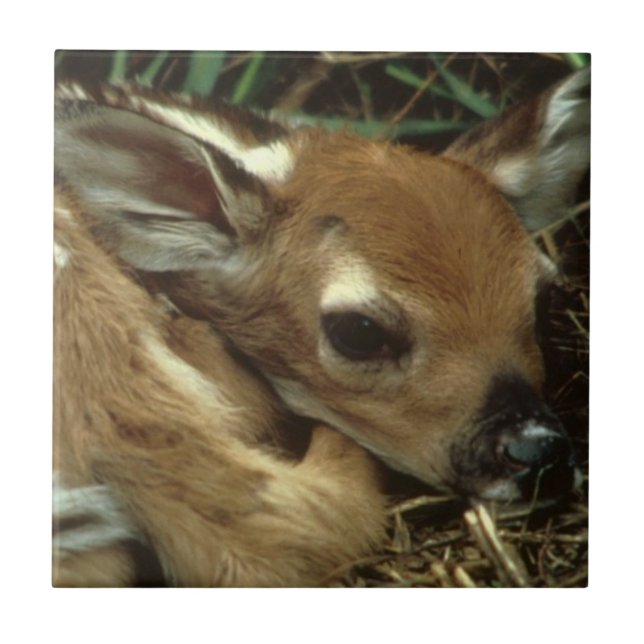 Carreau Tuile de cerfs communs de bébé (Devant)