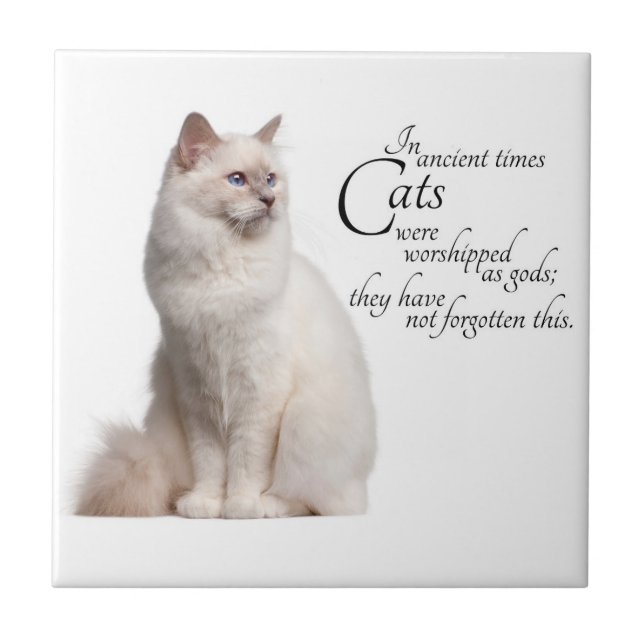 Carreau Tuile de chat de Birman (Devant)