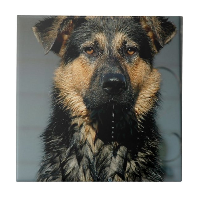 Carreau Tuile de chien de berger allemand (Devant)