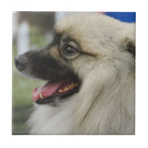 Carreau Tuile de chien de Keeshond