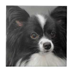 Carreau Tuile de chien de Papillon