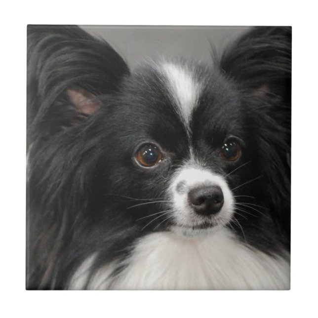 Carreau Tuile de chien de Papillon (Devant)