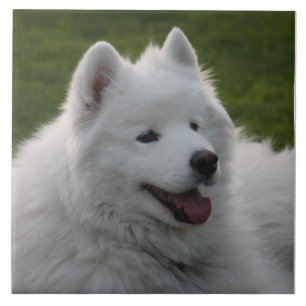 Carreau Tuile de chien de Samoyed