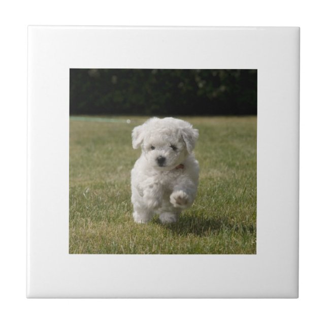 Carreau Tuile de chiot de Bichon Frise (Devant)